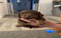 Dachshund dogs for sale: Sausage dog  - Advert 1