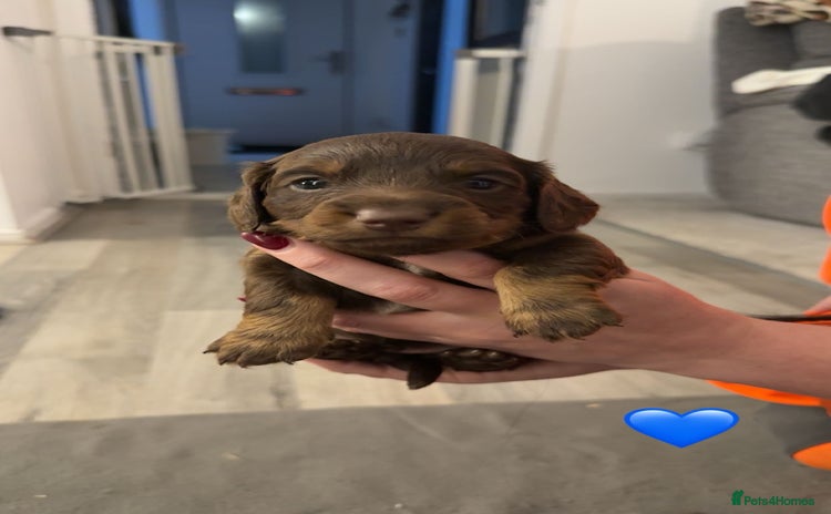 Dachshund dogs Sausage dog  - Advert 1