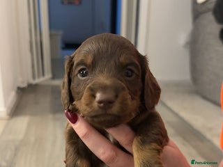 Dachshund dogs Sausage dog - Advert 1