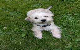 Shorkie dogs for sale: Shorkie Girl Looking For Her New Adventure - Image 4