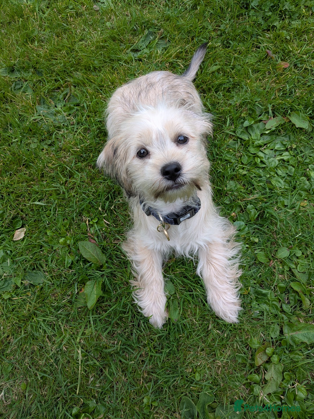 Shorkie dogs for sale: Shorkie Girl Looking For Her New Adventure - Image 4