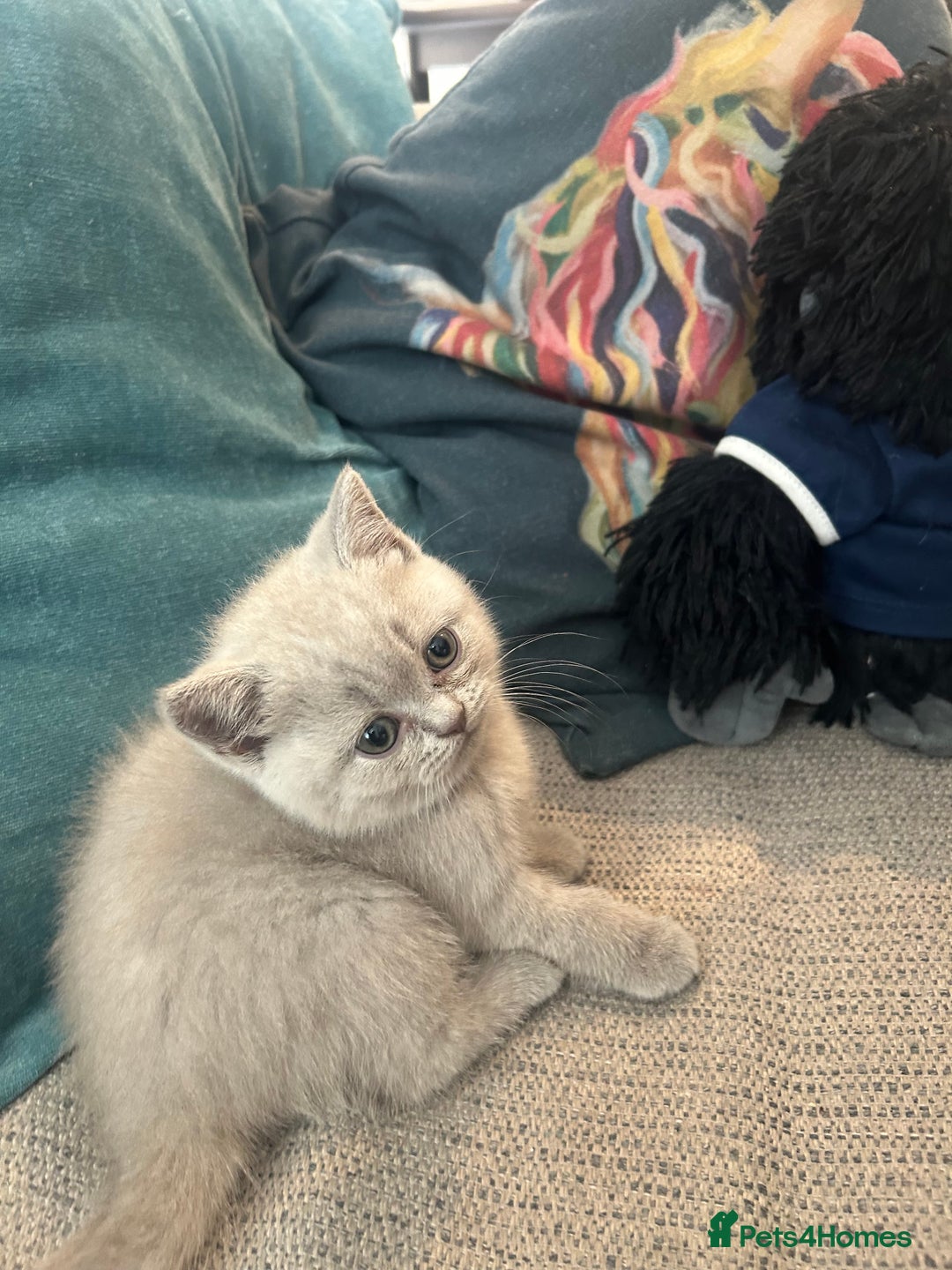 British Shorthair cats for sale: Lilac British Shorthair Kittens - 2 boys 3 girls - Image 13