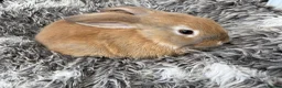 Mini Lop rabbits for sale: Beautiful Mini Lop Baby Rabbits🐇❤️ in Coalville - Advert 24