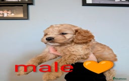 Cavapoo dogs for sale: Cavapoo puppies  - Image 7