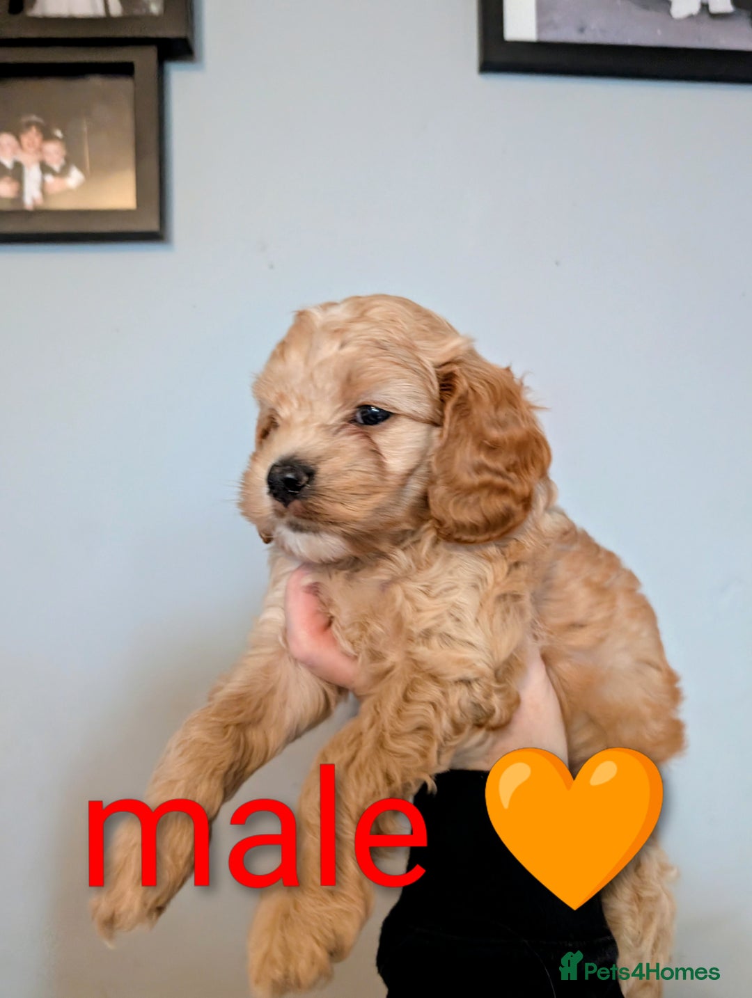 Cavapoo dogs for sale: Cavapoo puppies  - Image 7