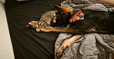 German Shepherd dogs - Advert 9