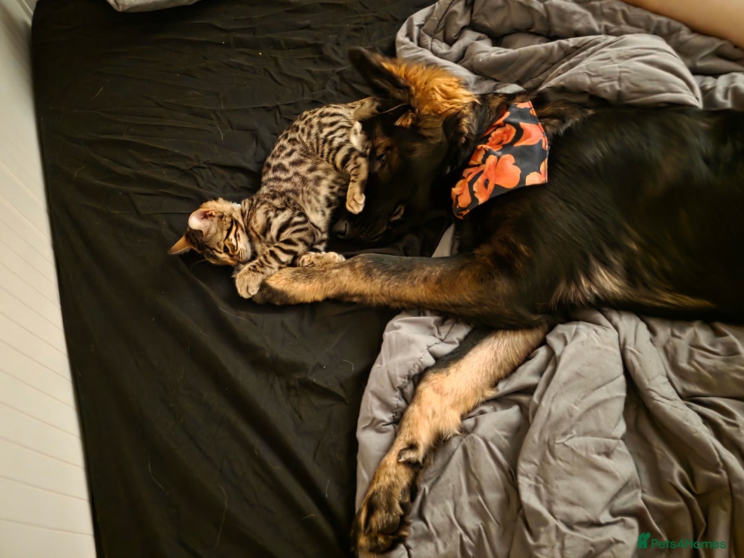 German Shepherd dogs for sale: Playful Socialised Girl - Image 2