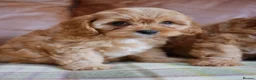 Cavapoo dogs for sale: Quality Health Tested F1 Toy Cavapoo Puppies - Advert 7