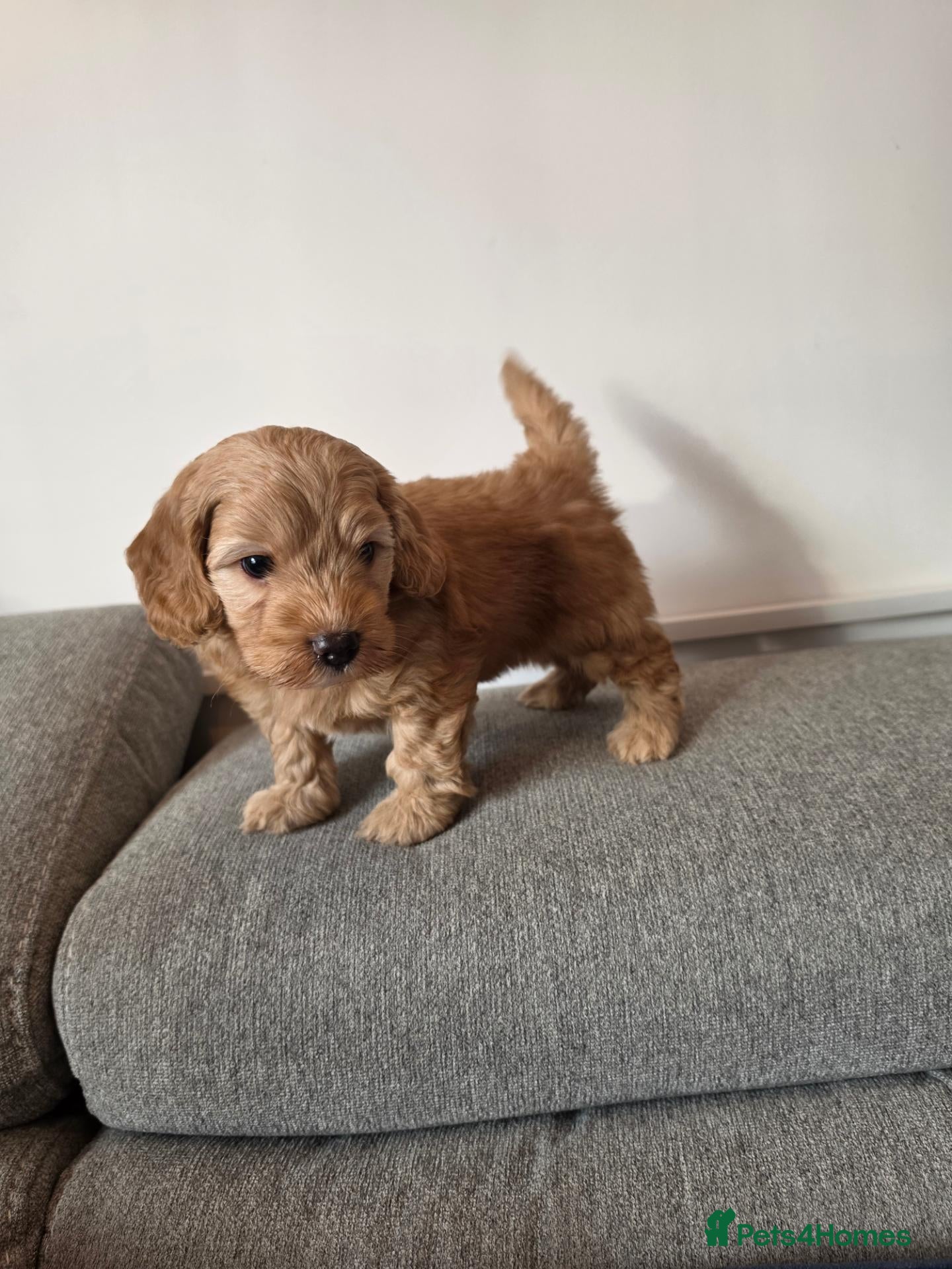 Cockapoo dogs Cockapoo puppy's from health checked parents - Advert 2