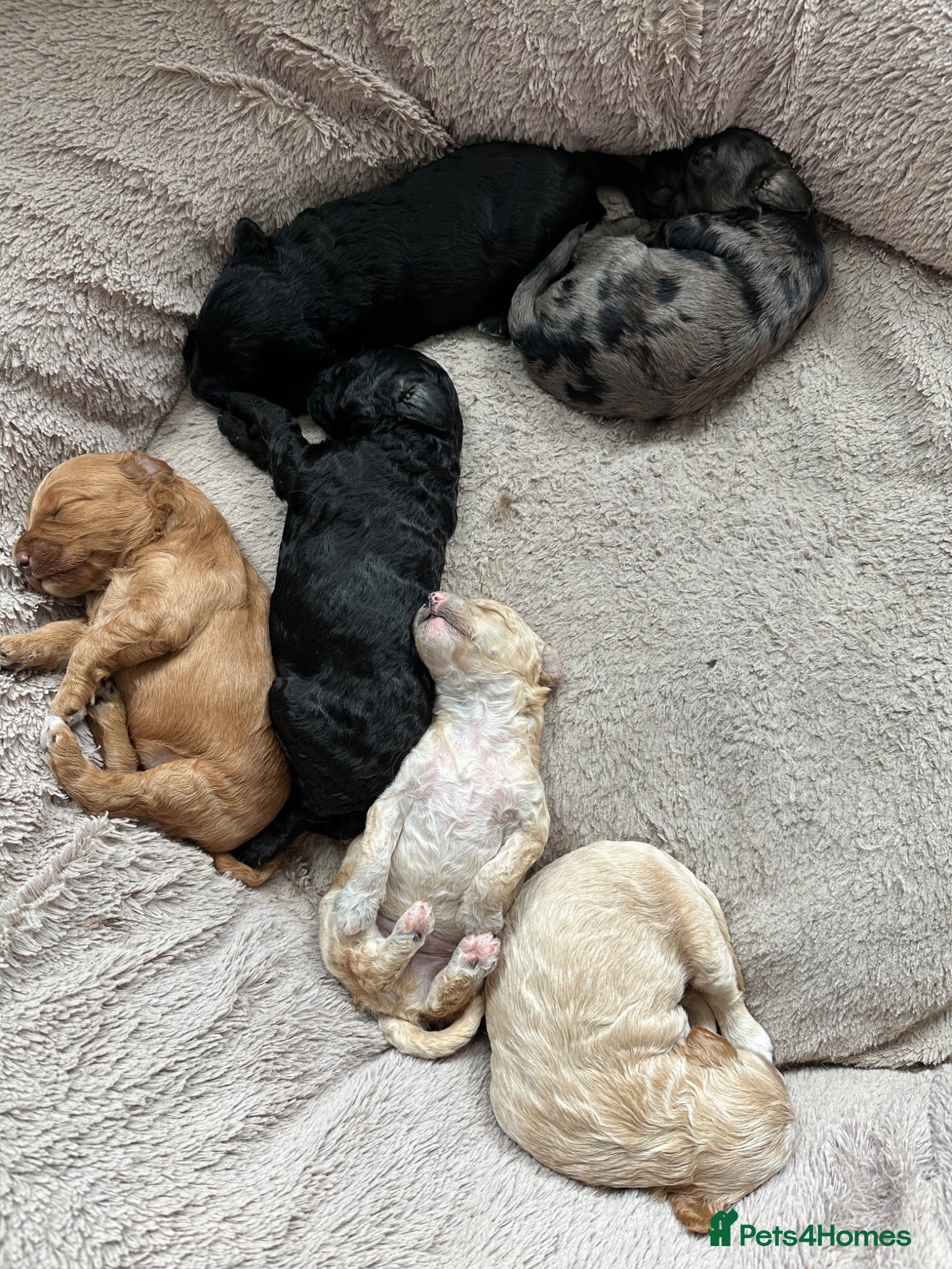 Labradoodle dogs Mini Labradoodle puppy’s  - Advert 1
