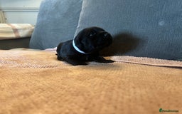 Mixed Breed dogs for sale: 3/4 lab 1/4 collie puppies  in Whitby - Image 32