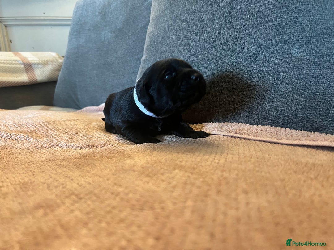 Mixed Breed dogs for sale: 3/4 lab 1/4 collie puppies  in Whitby - Image 32