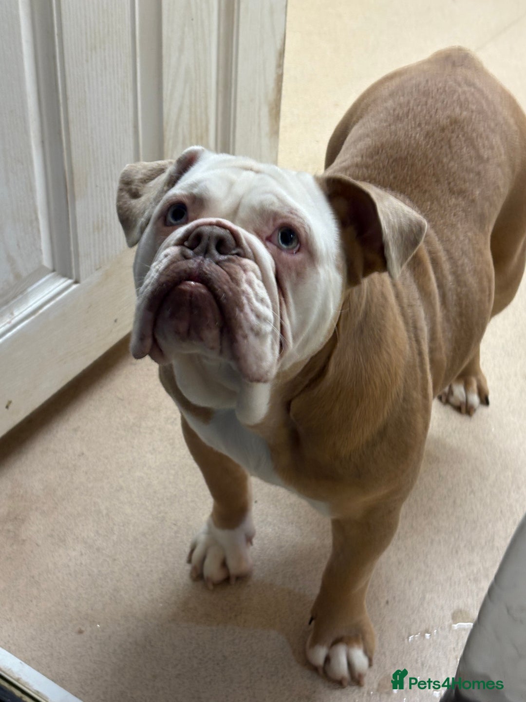 English Bulldog dogs for sale: New English bulldog girl - Advert 5