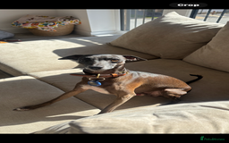 Italian Greyhound dogs for stud: Proven boy available for stud - Image 2