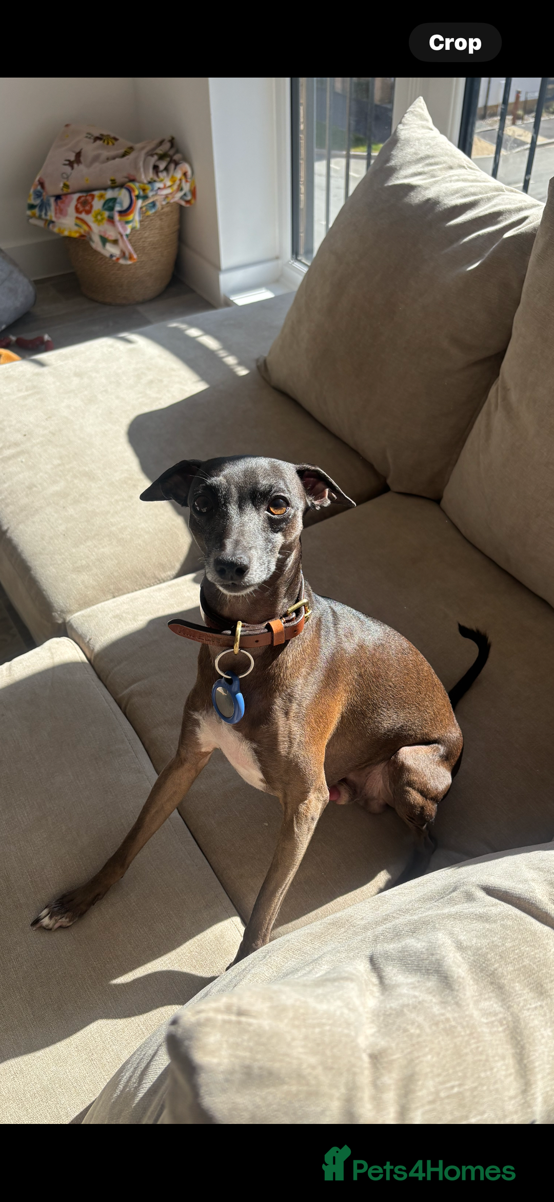 Italian Greyhound dogs for stud: Proven boy available for stud - Image 2