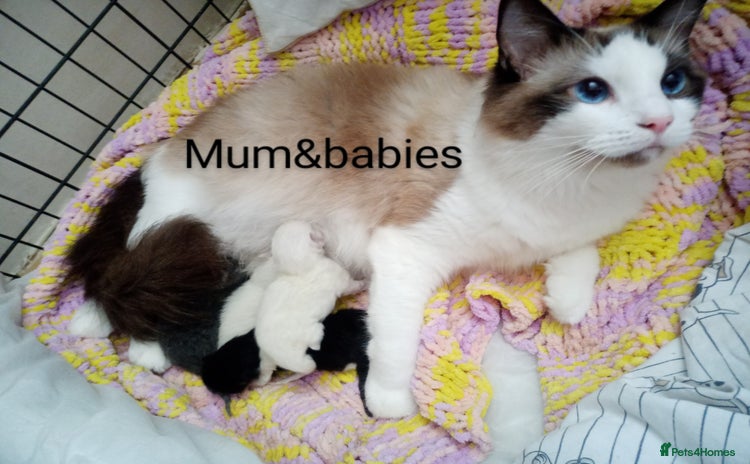 Ragdoll cats - Advert 2
