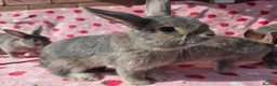 Mixed Breed rabbits for sale: 4 very tame Blue fawn plush mini lop rabbit - Advert 25