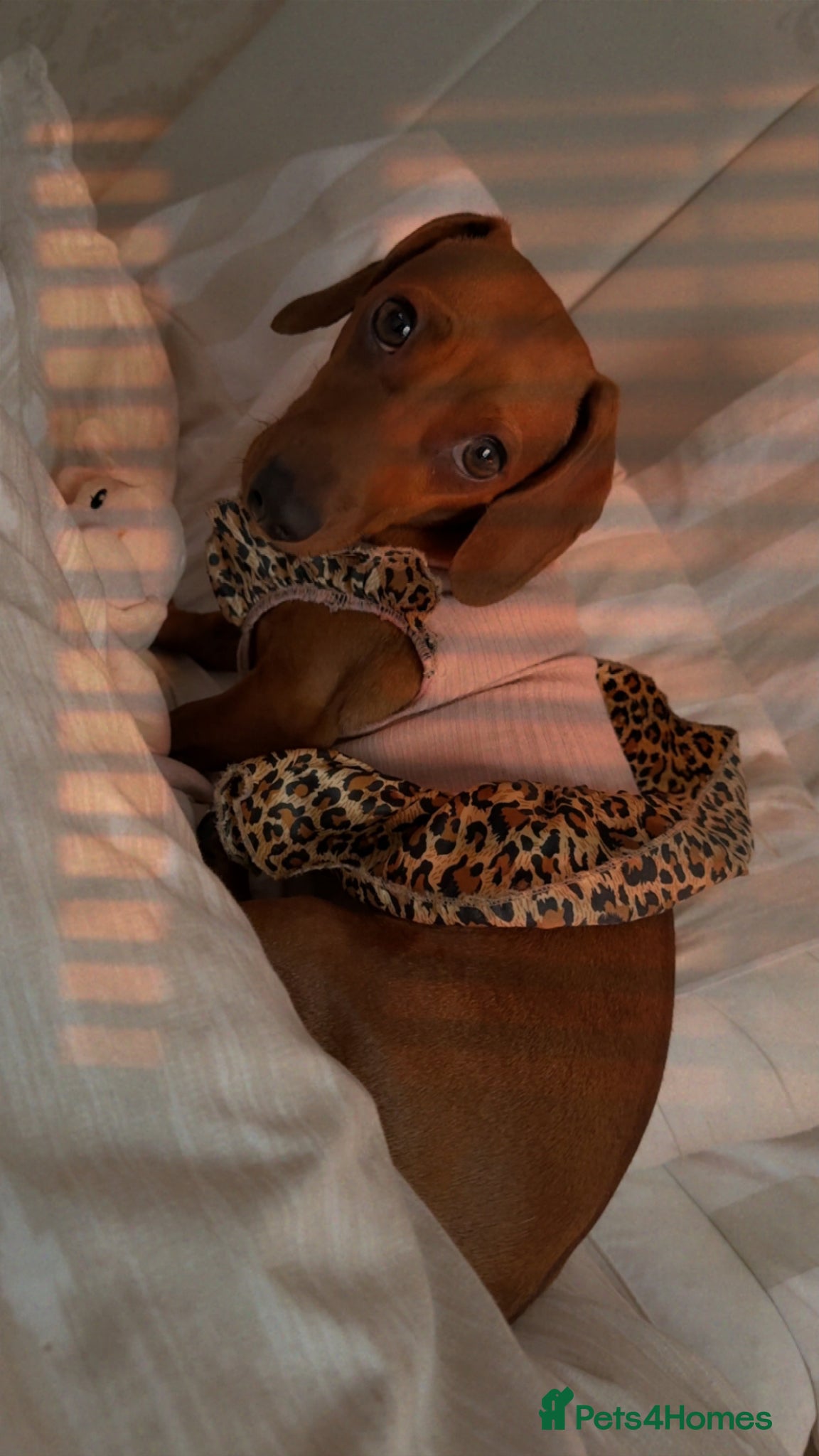 Miniature Dachshund dogs Mini dashhounds  - Advert 1