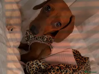 Miniature Dachshund dogs Mini dashhounds - Advert 1