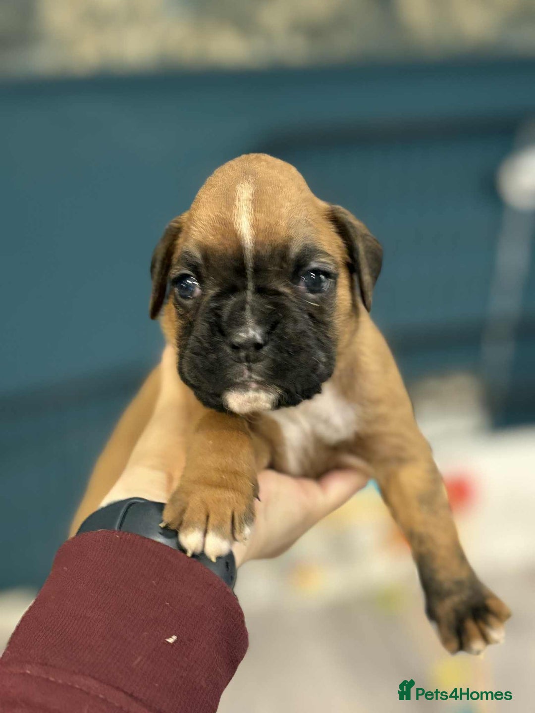 Boxer dogs for sale: ** 1 left*Beautiful bobtail & longtail kc boxer  - Advert 20