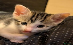 Mixed Breed cats for sale: Blue point siamese x domestic cat - Image 10