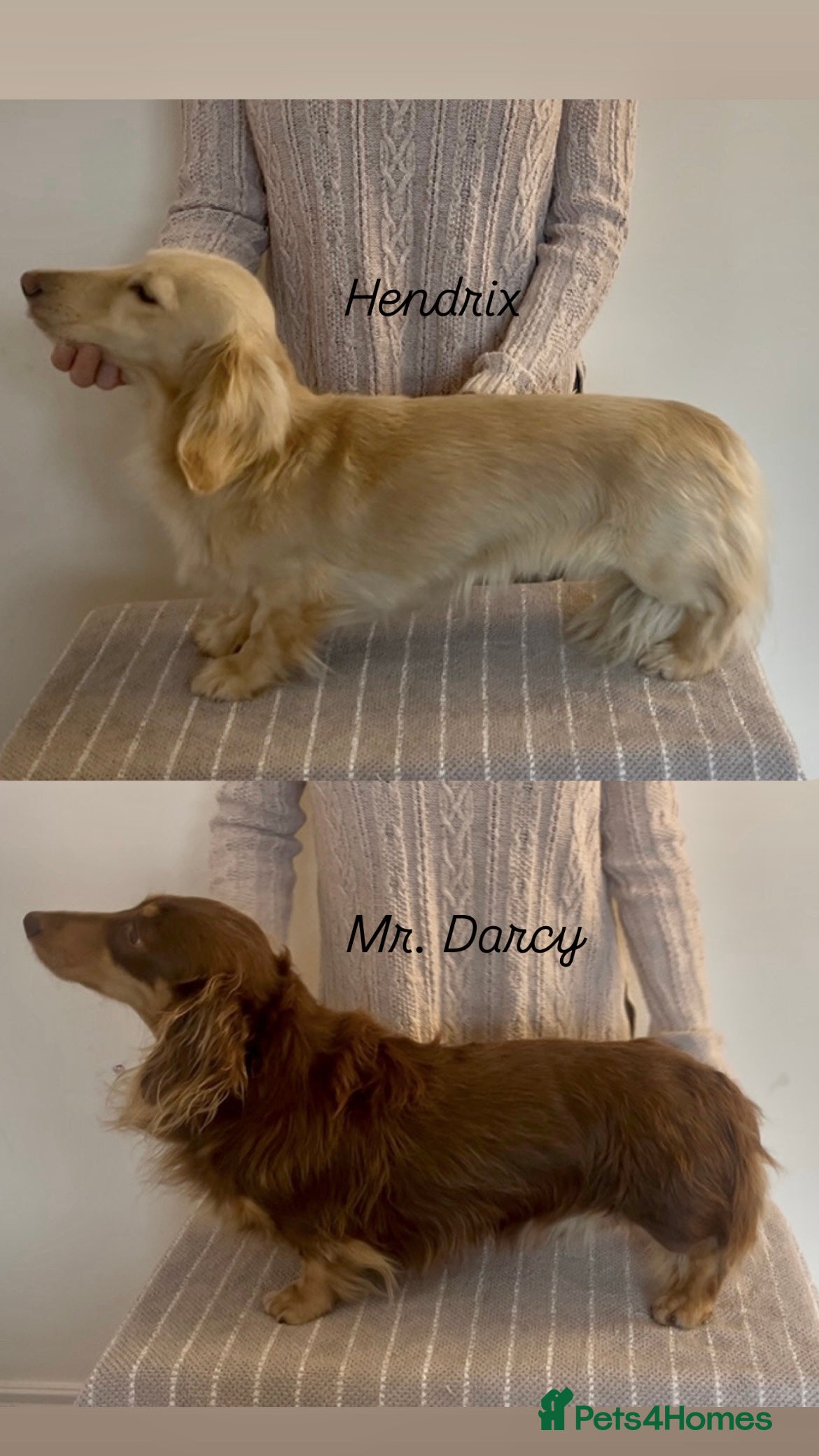 Miniature Dachshund dogs 2 miniature long coated working boys - Advert 24