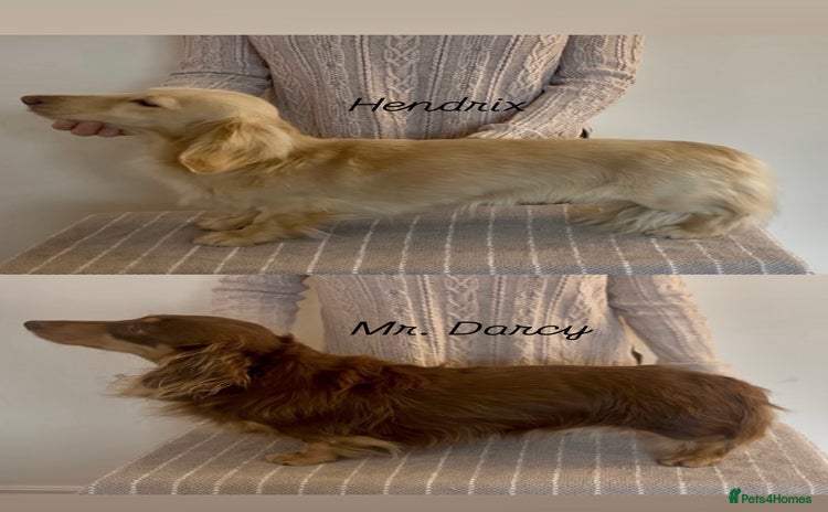 Miniature Dachshund dogs 2 miniature long coated working boys - Advert 6