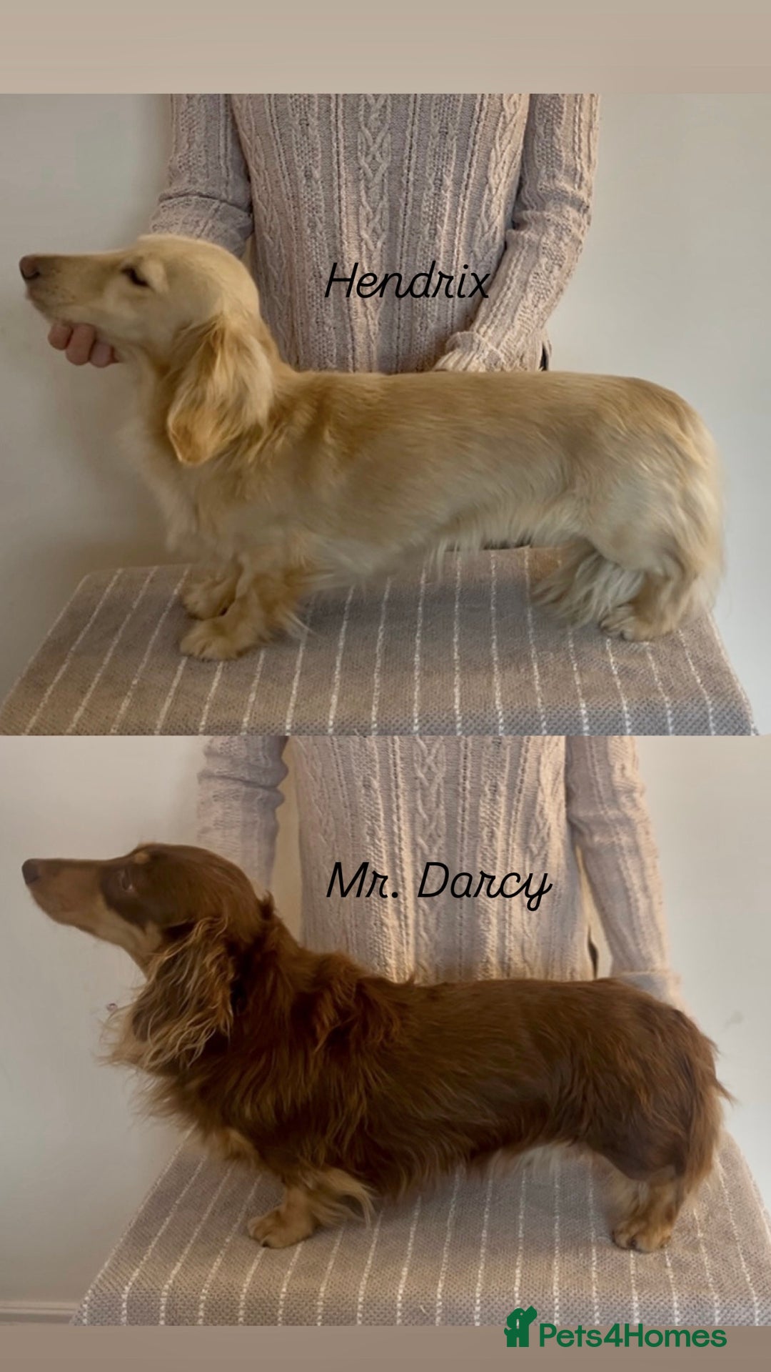 Miniature Dachshund dogs for stud: 2 miniature long coated working boys - Advert 1