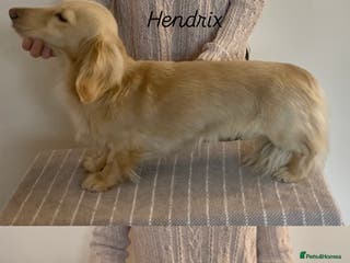 Miniature Dachshund dogs 2 miniature long coated working boys - Advert 13