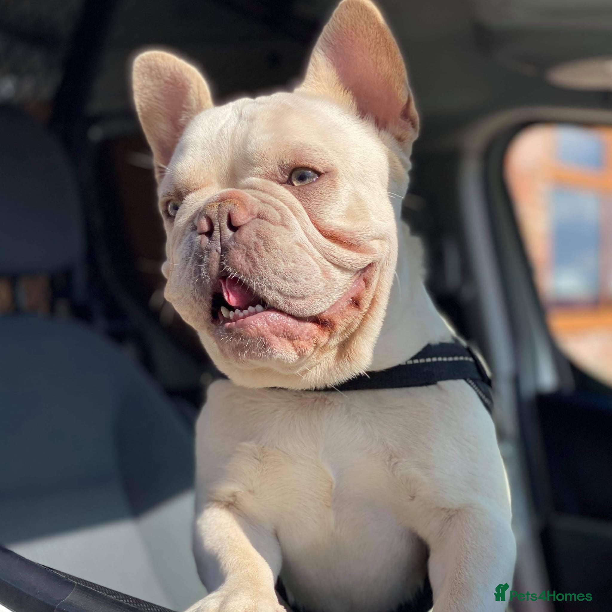 French Bulldog dogs "THE STIG" LILAC AND TAN PLATINUM FLUFFY CARRIER  in Manchester - Advert 18