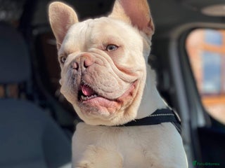 French Bulldog dogs in Manchester - Advert 7