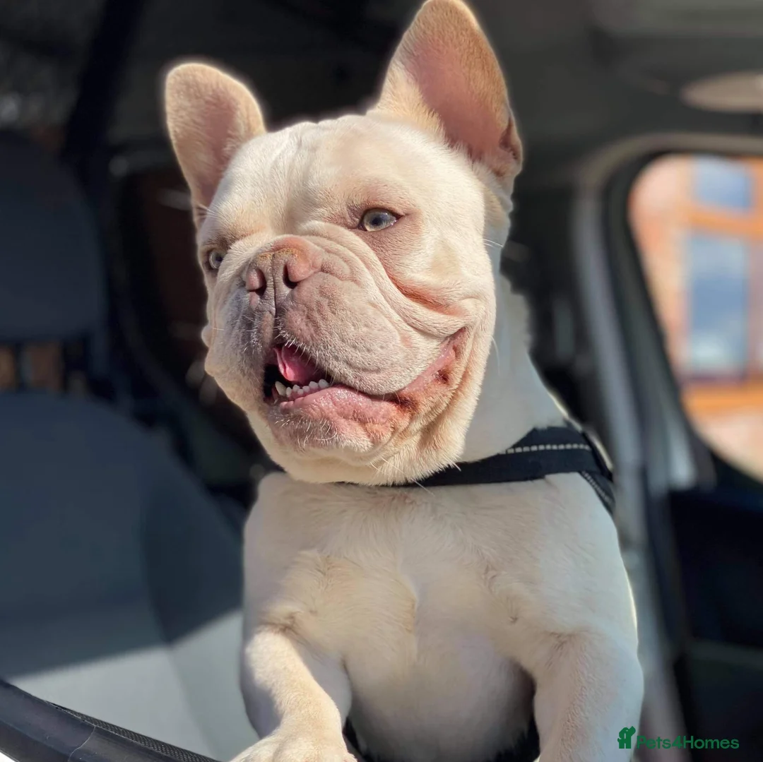 French Bulldog dogs for stud: "THE STIG" LILAC AND TAN PLATINUM FLUFFY CARRIER  in Manchester - Advert 1