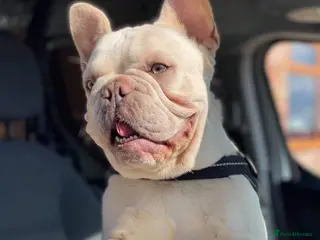 French Bulldog dogs "THE STIG" LILAC AND TAN PLATINUM FLUFFY CARRIER in Manchester - Advert 6