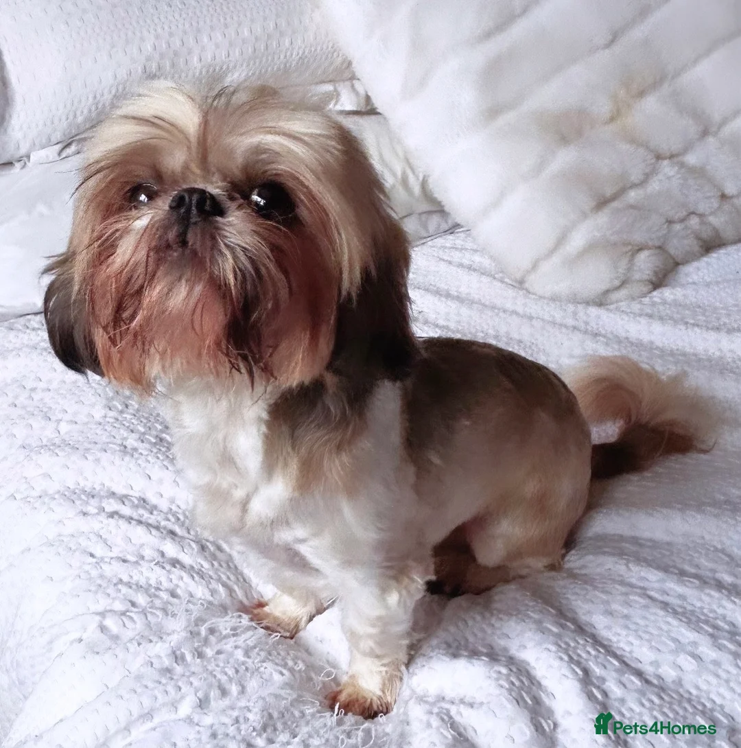 Shih Tzu dogs for sale: Lovely Female Shihtzu For Sale - Advert 1