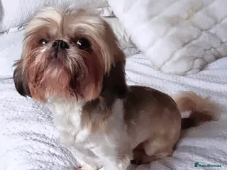 Shih Tzu dogs Lovely Female Shihtzu For Sale - Advert 6