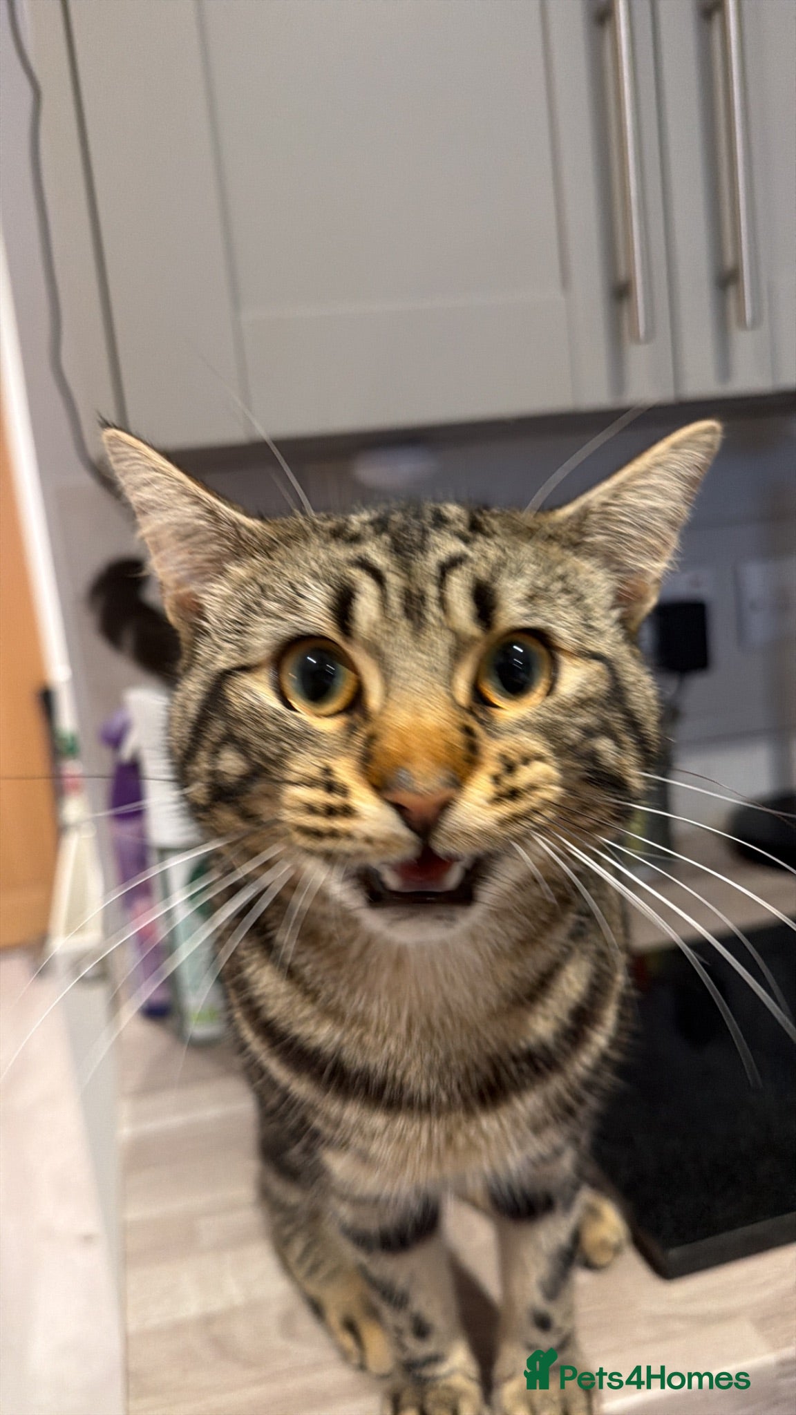 Mixed Breed cats Roger - Advert 1