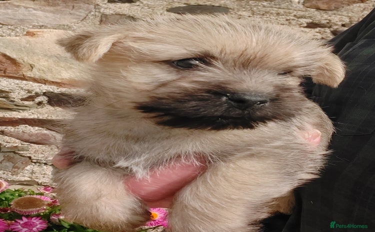 Cairn Terrier dogs - Advert 1