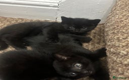 Exotic cats for sale: Kitten for sale - Image 6