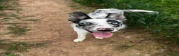 Border Collie dogs for sale: Border collie male  in Bourne - Advert 1