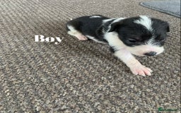Jack Russell dogs for sale: Jack Russell puppy’s  - Image 6