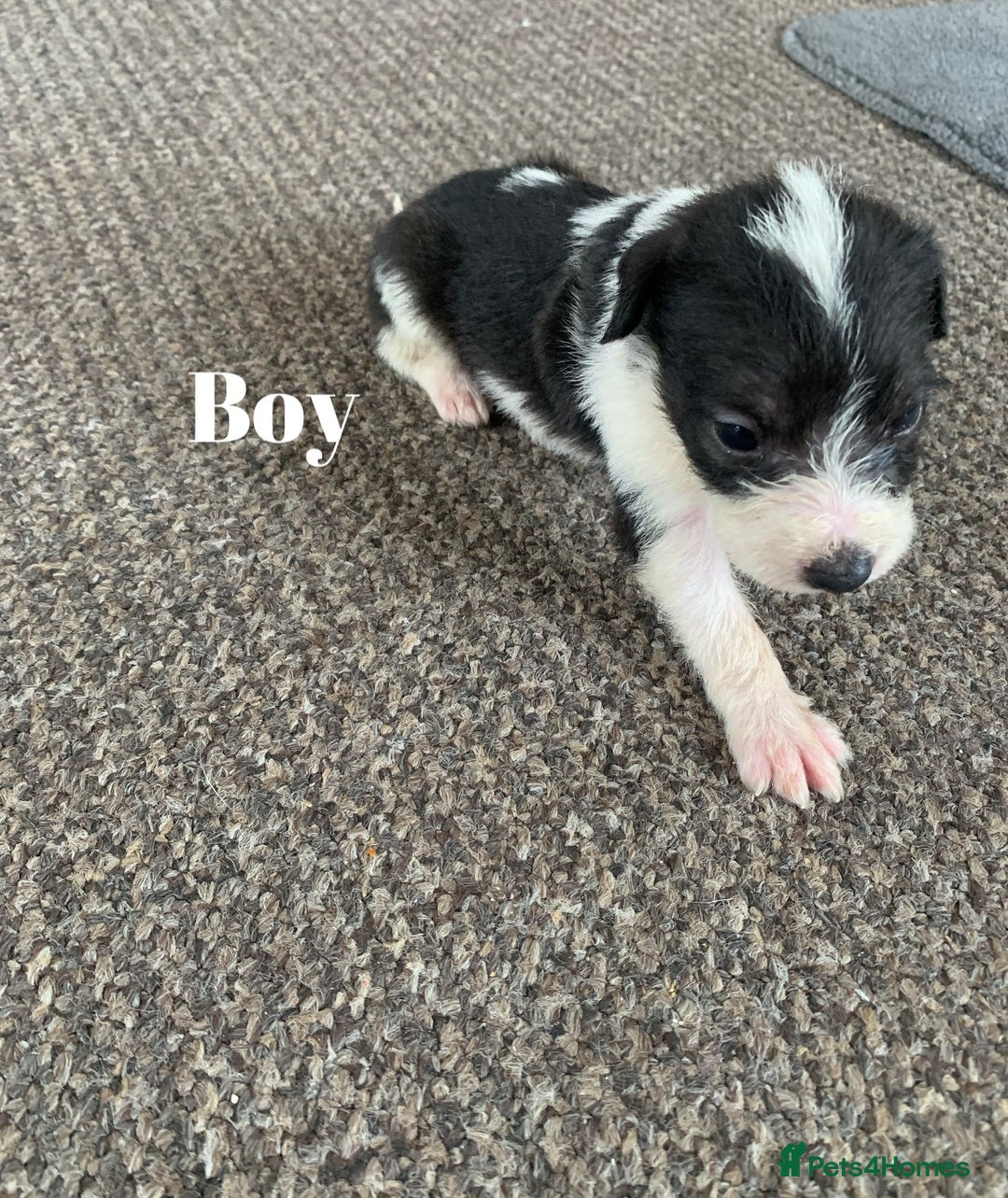 Jack Russell dogs for sale: Jack Russell puppy’s  - Image 6