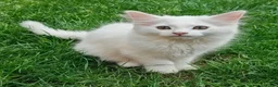 Mixed Breed cats for sale: Little cuties - Advert 14