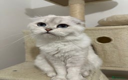 Scottish Fold cats for sale: TRIPLE FOLD girl! - Image 4