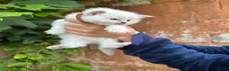 Ragdoll cats for sale: Beautiful Pure Blue Point Ragdoll  - Advert 16