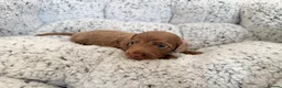 Miniature Dachshund dogs for sale: KC short haired and long haired puppies  - Advert 30