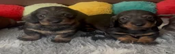 Dachshund dogs for sale: Wire- haired dacshund puppies  - Advert 11