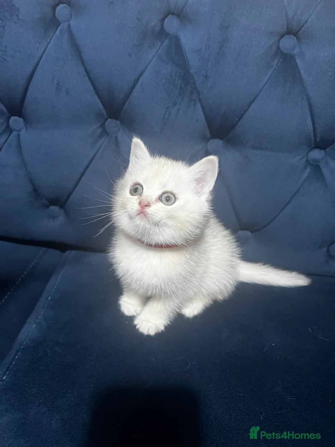 British Shorthair cats for sale: British shorthair type kittens - Advert 14