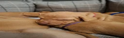 Hungarian Vizsla dogs for sale: Champion Bred Hungarian Vizsla Pups 0.9%COI KC Reg - Advert 7