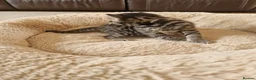 Mixed Breed cats for sale: Beautiful Domestic Shorthair Male Kitten - Advert 7