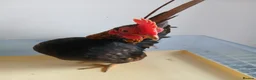 Chickens poultry for sale: 1 handsome serama Cockerell left  - Advert 4